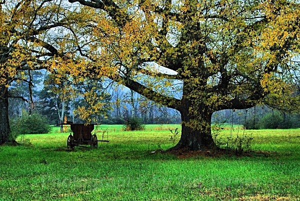 wagpon in a field - Scenics and Life