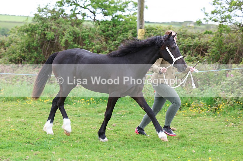 3E7A0806 - In Hand Championship