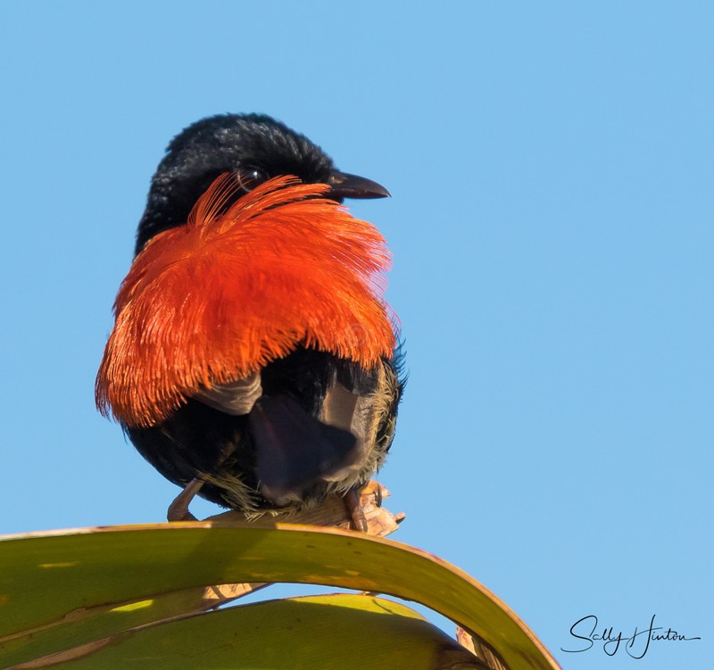 Red Wren Male 5
