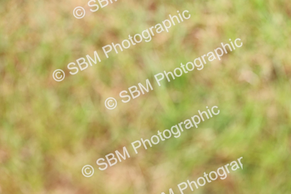 SBM_02794 - Class 9-11 Side Saddle including LIHS Rising Star Ladies Show Horse