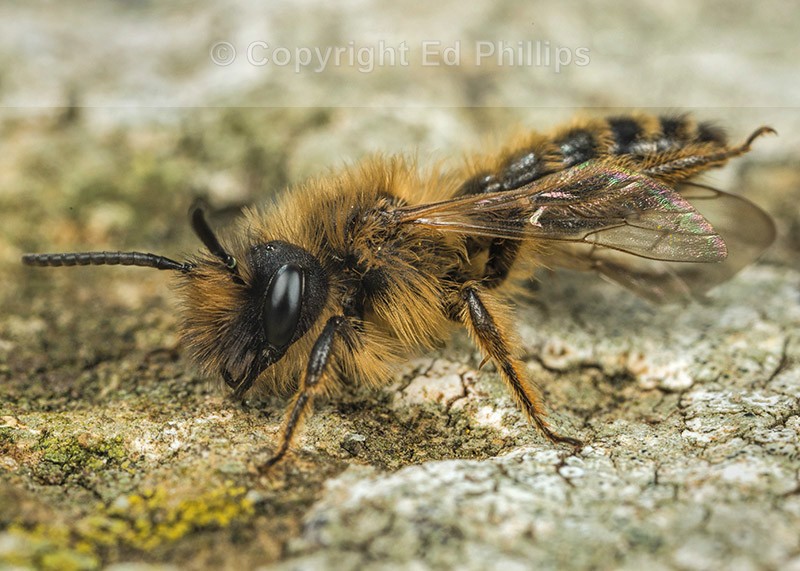 Andrena flavipes (m)
