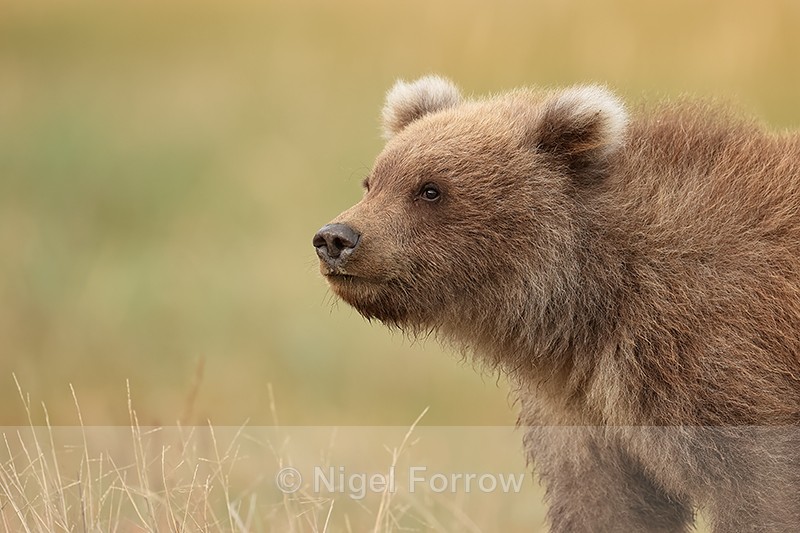 Grizzly Bear cub close side view, Lake Clark National Park, Alaska - Brown Bear