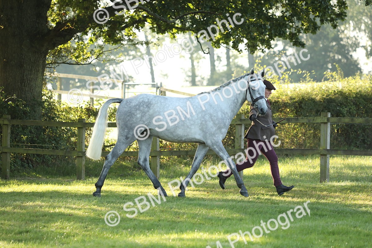 SBM_57930 - S42 - Youngstock