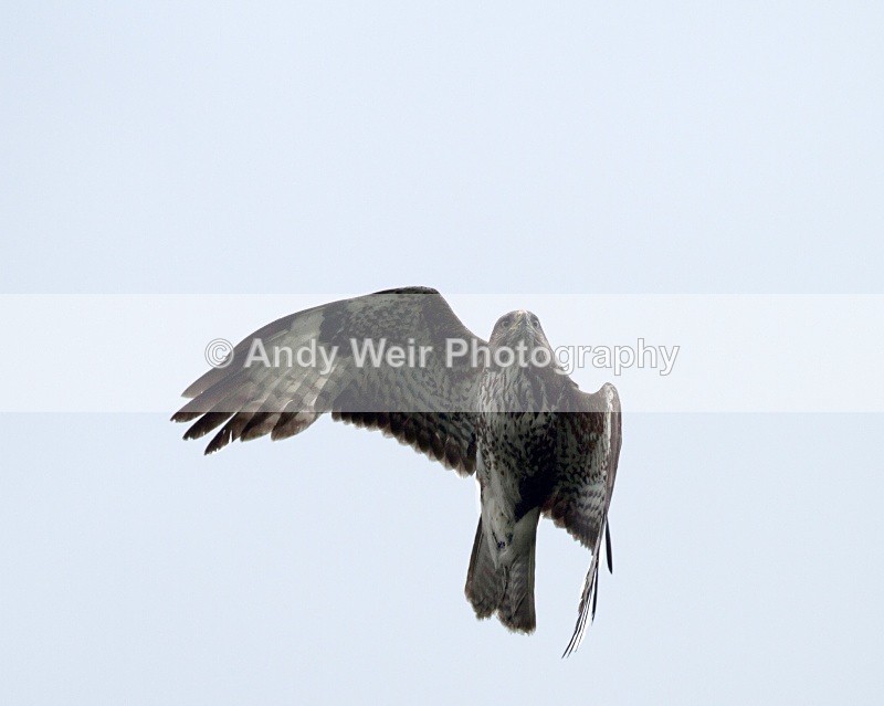20110521-IMG_5348-418 - Raptors