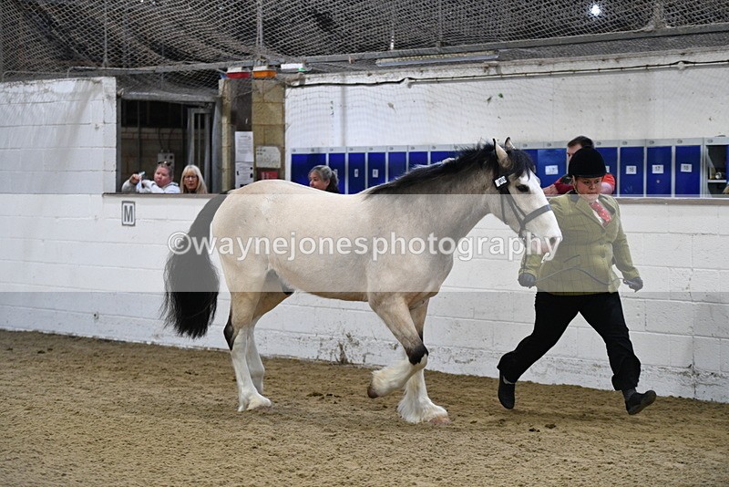 WJ5_3461 - Class 1 Youngstock