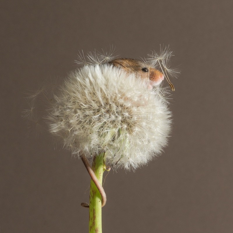 Dandelion Puff SD2521 - Greeting Cards
