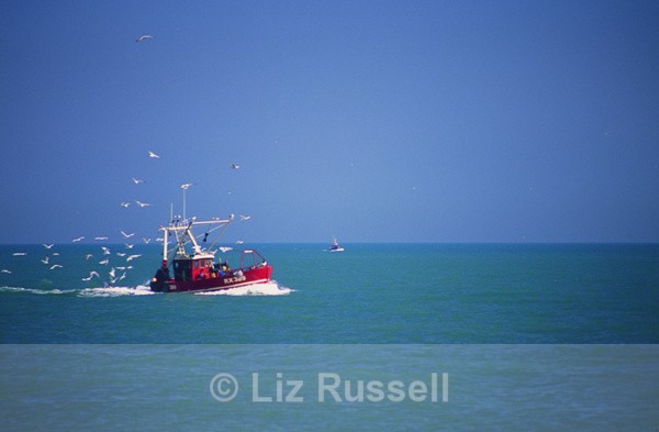 Trawler n birds - Landscapes
