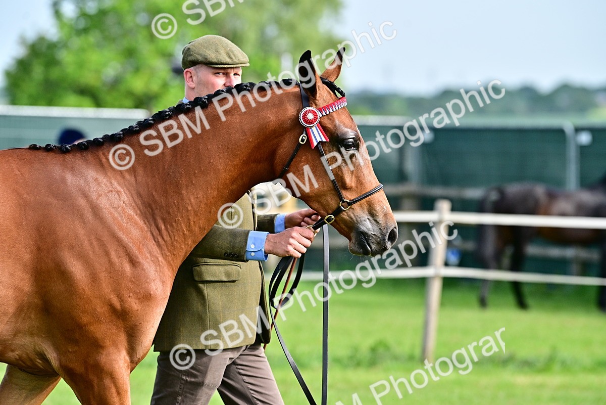 SBM_00106 - Class 46-49 - Arab and Part Bed-Anglo Arab In Hand