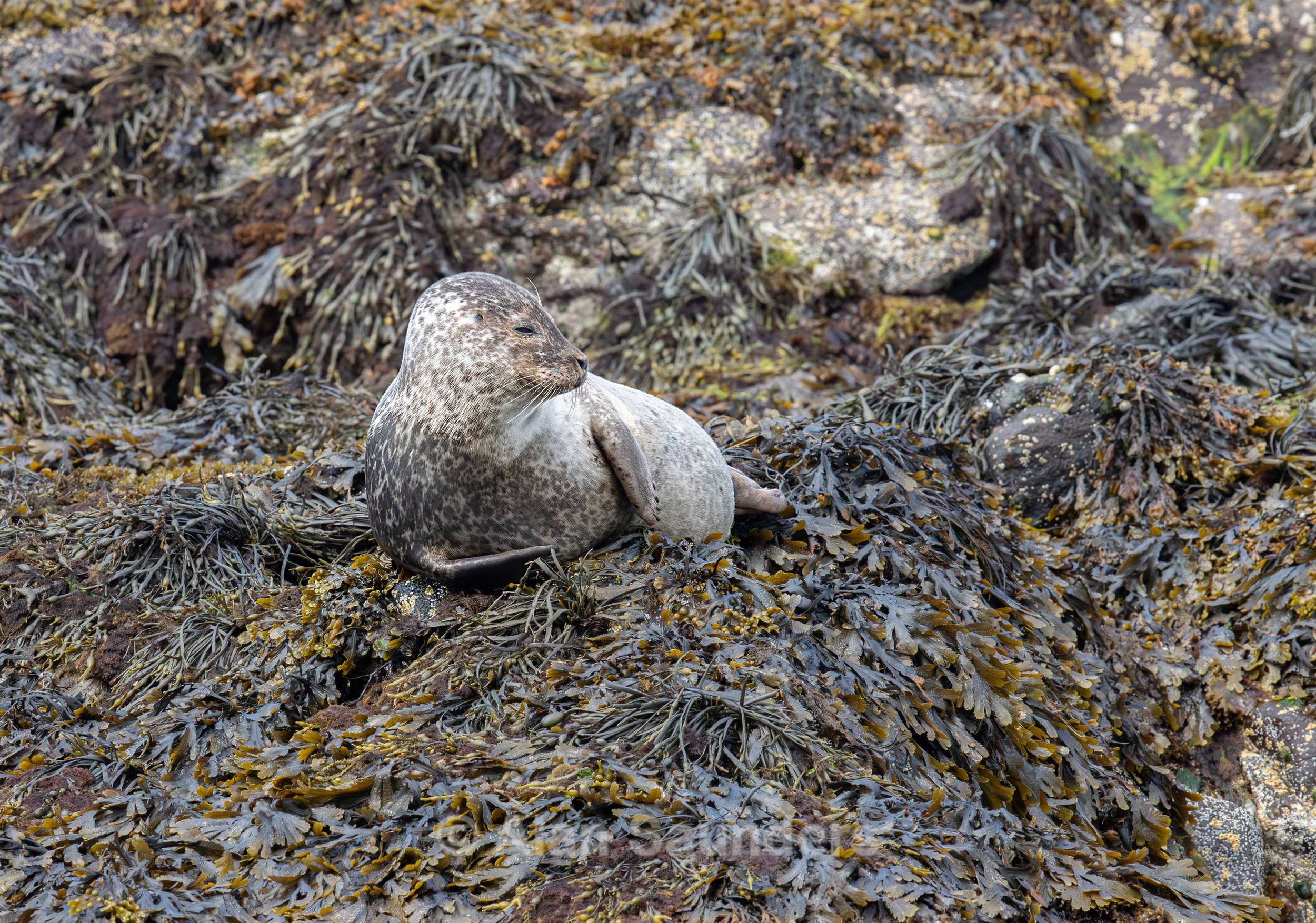 Common Seal 23