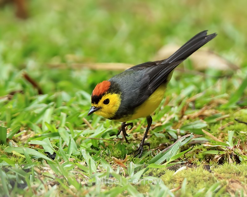 Collared Redstart looking for food on the ground, Costa Rica - Collared Redstart