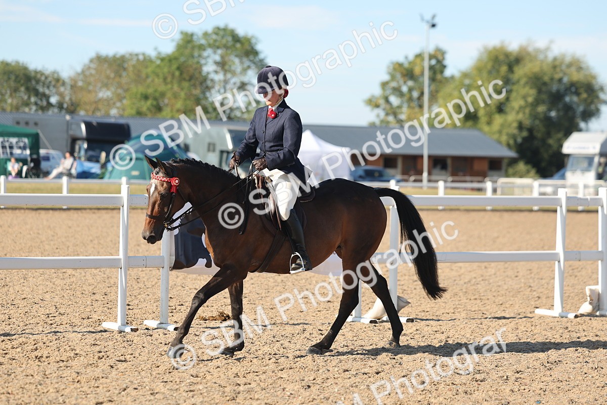 SBM_12185 - Class 303 - Ridden Pure Bred Horse Pony