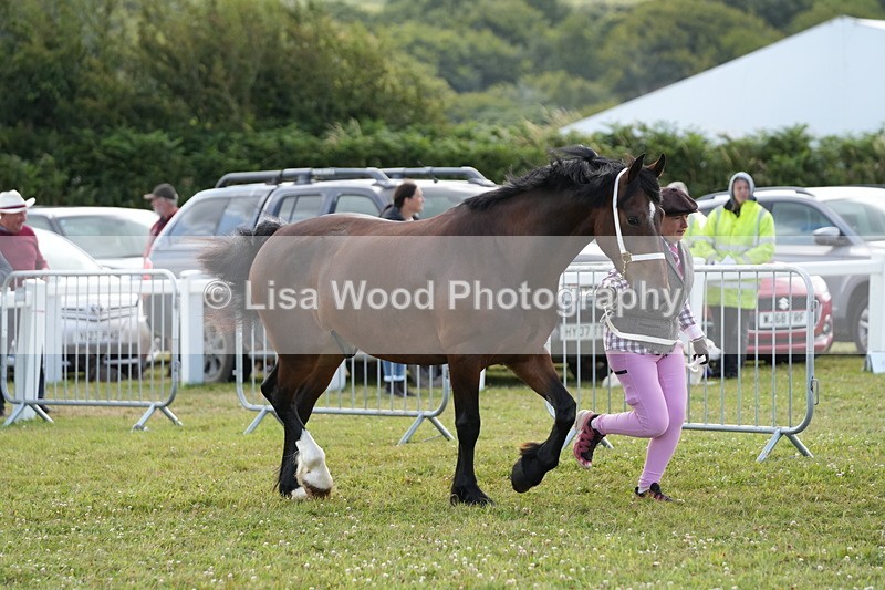 DSC05748 - Class 51: NPS M&M 4 years and over Large Breeds