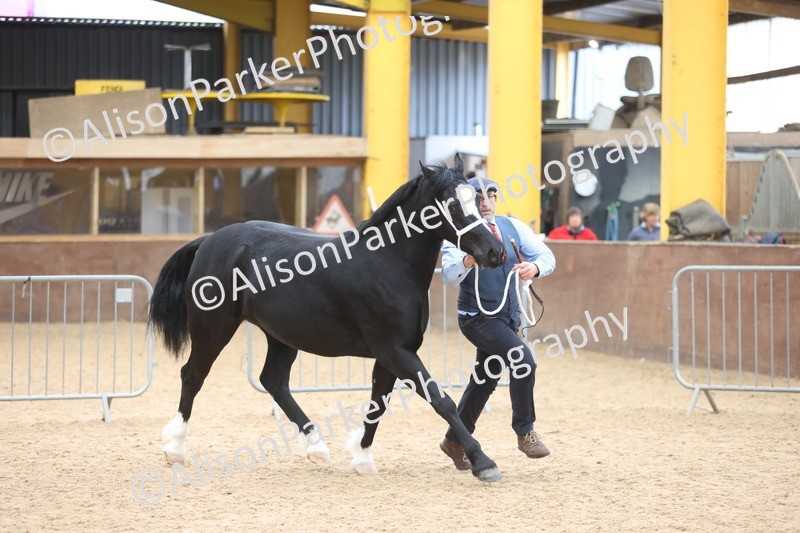 20251109-1147 - Championship