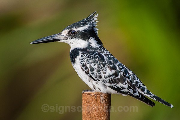 Pied Kingfisher, Nairobi, Kenya