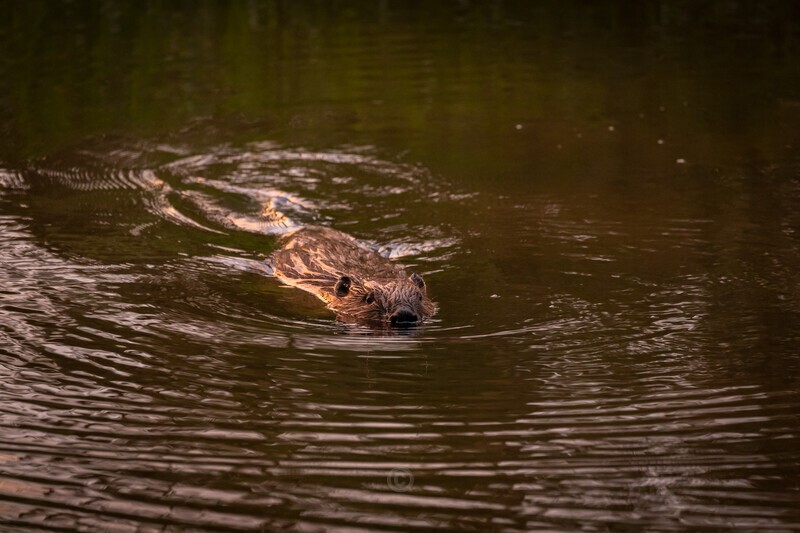 Eurasian beaver - Castor fiber - Wildlife