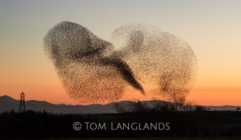 Starlings - Starlings and Murmurations
