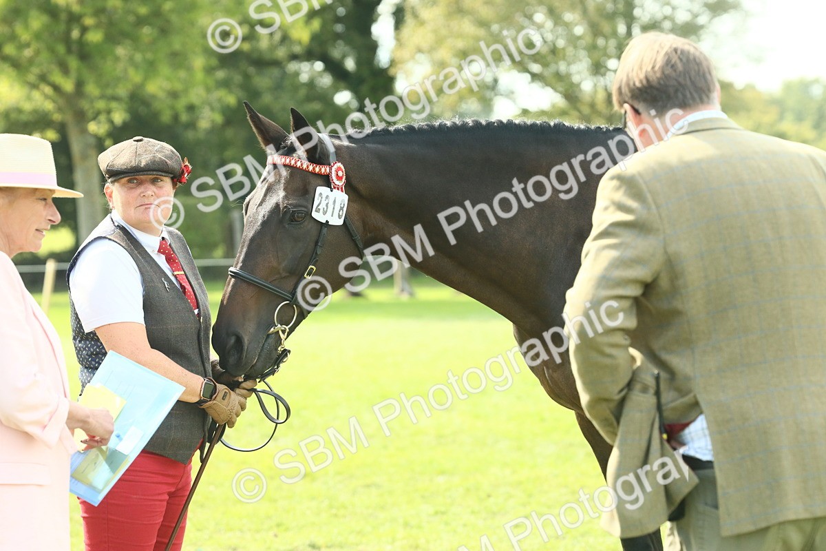 SBM_66560 - S34 - Rehabilitated Rescue Horse & Pony In Hand & Ridden