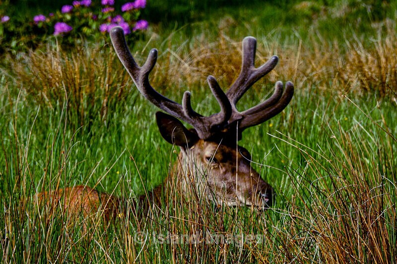 Stag in the Wild - Wildlife of Argyll