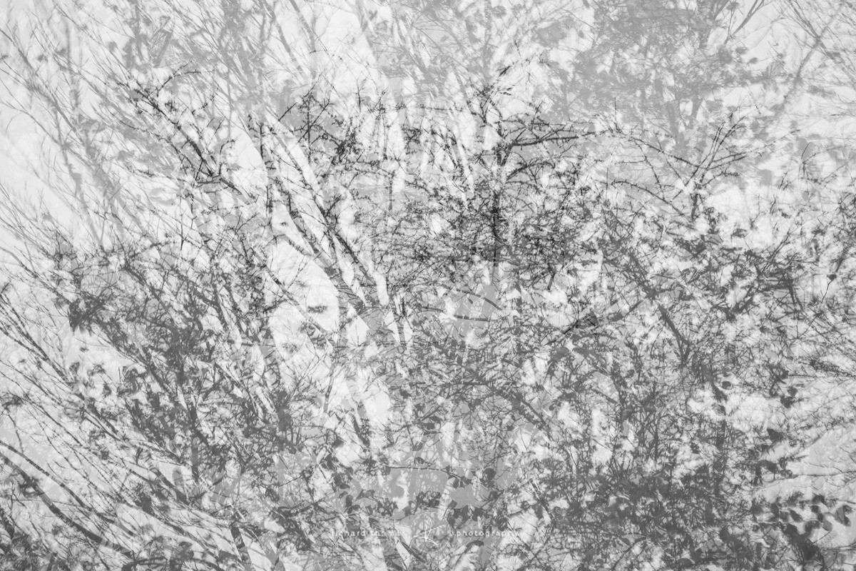 Beechthorn - Revealed