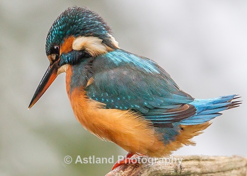 Astland Photography, Bird and Wildlife Images, Susan and Peter Wilson, U.K.