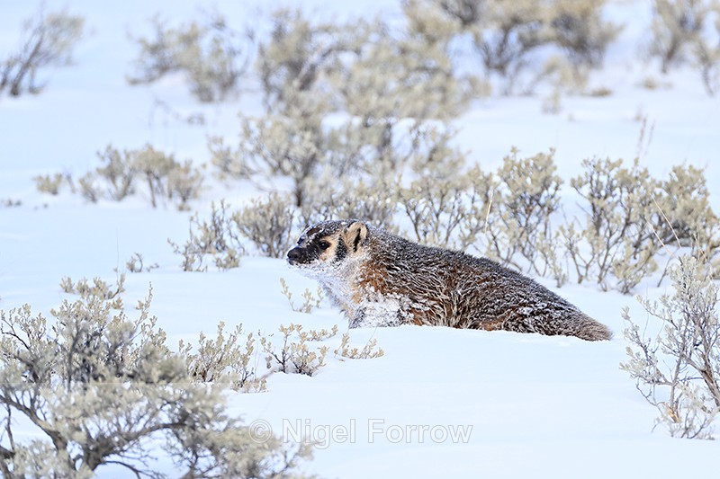 American Badger in deep snow, Yellowstone National Park - Badger