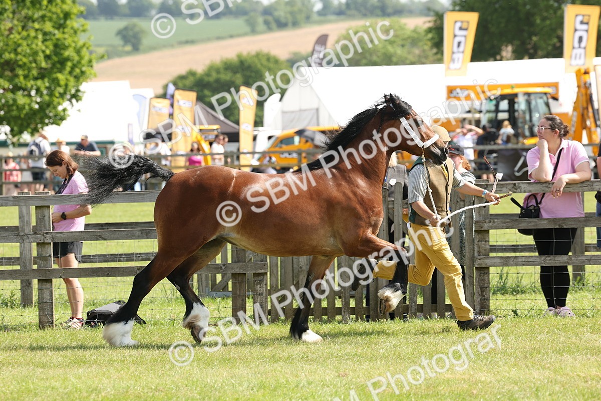 SBM_02331 - Class 6-13 - Mountatin and Moorland In Hand Welsh Breeds