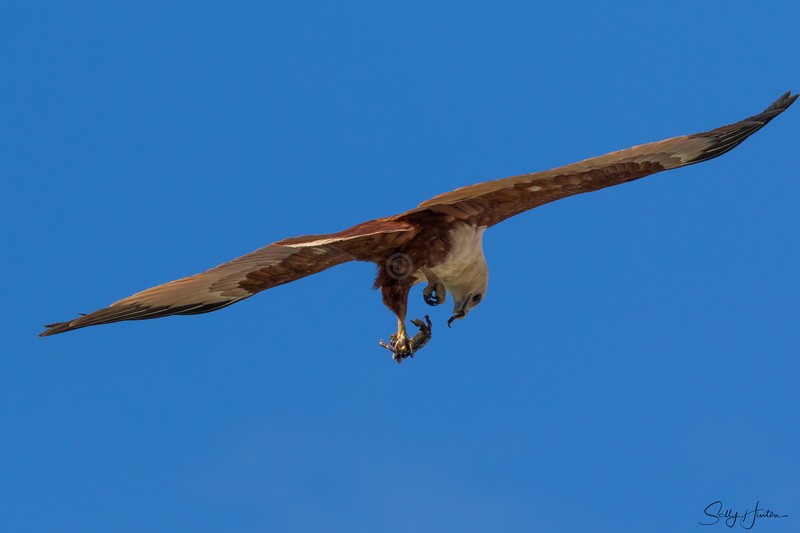 Brahminy Kite with Crab 10