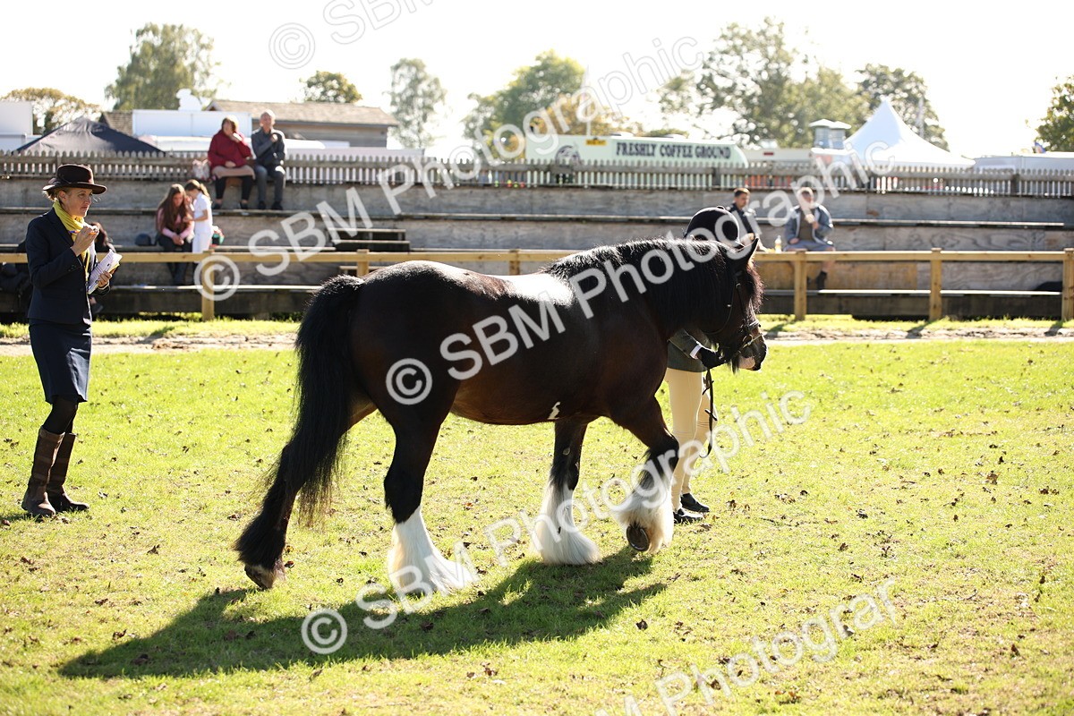 SBM_36651 - S10 - Best In Hand Horse & Pony
