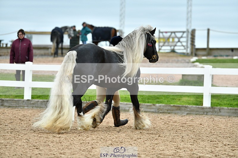 230416A-114757-04200 - Cls 47 In Hand Racehorse to Showhorse