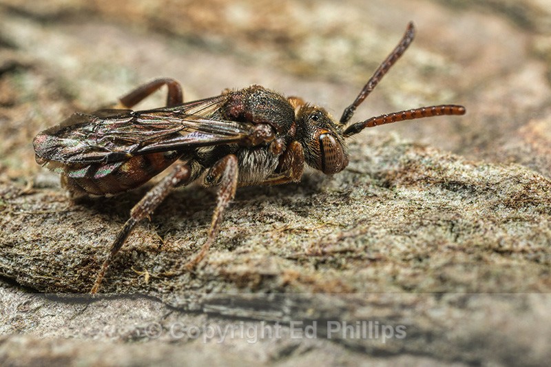 Nomada guttulata (f) - Nomada guttulata