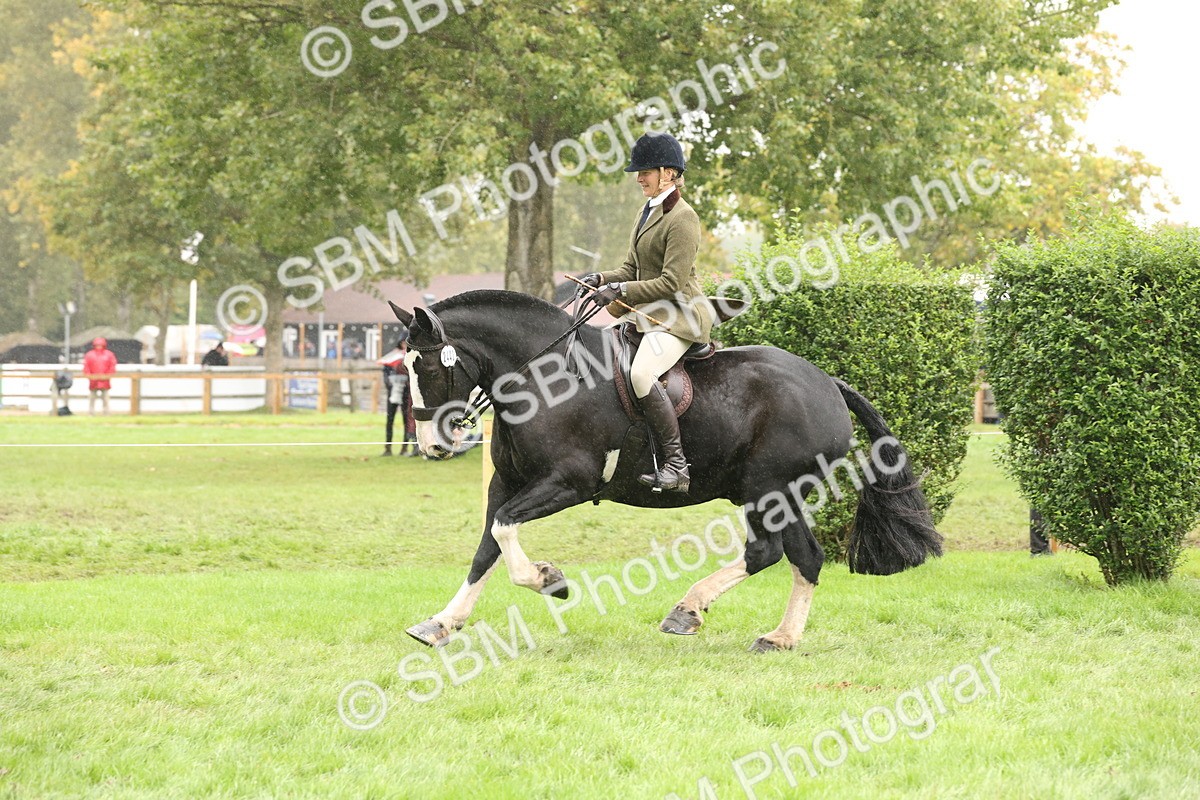 SBM_69813 - S69 - Show Cob Ridden