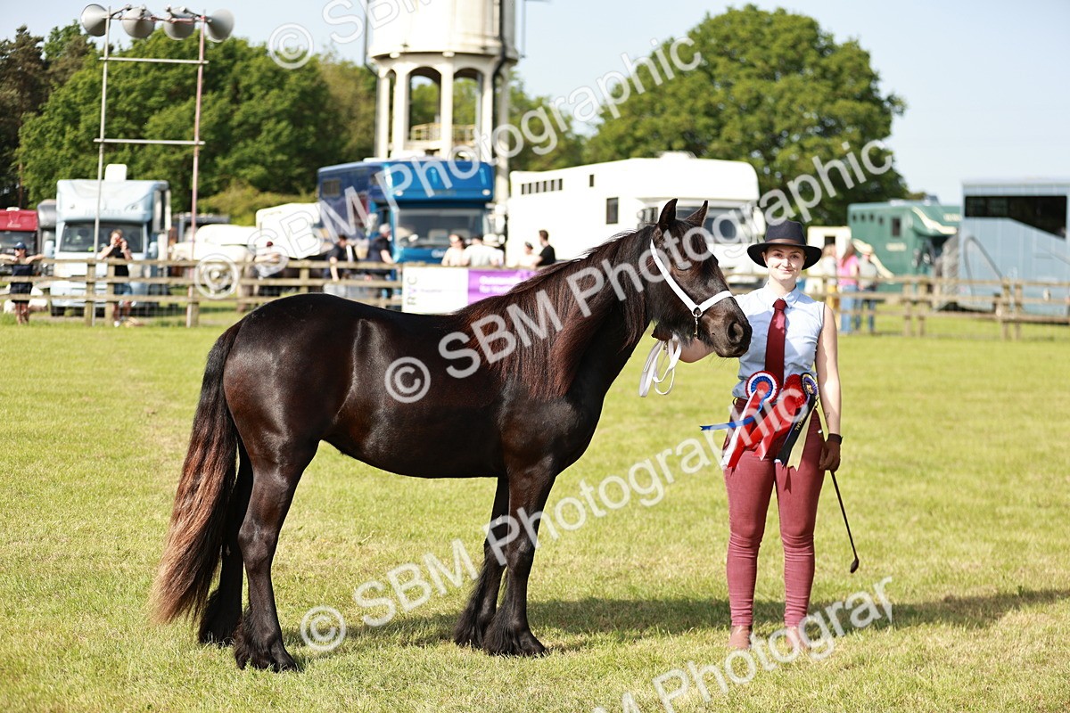 SBM_00921 - Class 14-23 - Mountain & Moorland In Hand Non Welsh