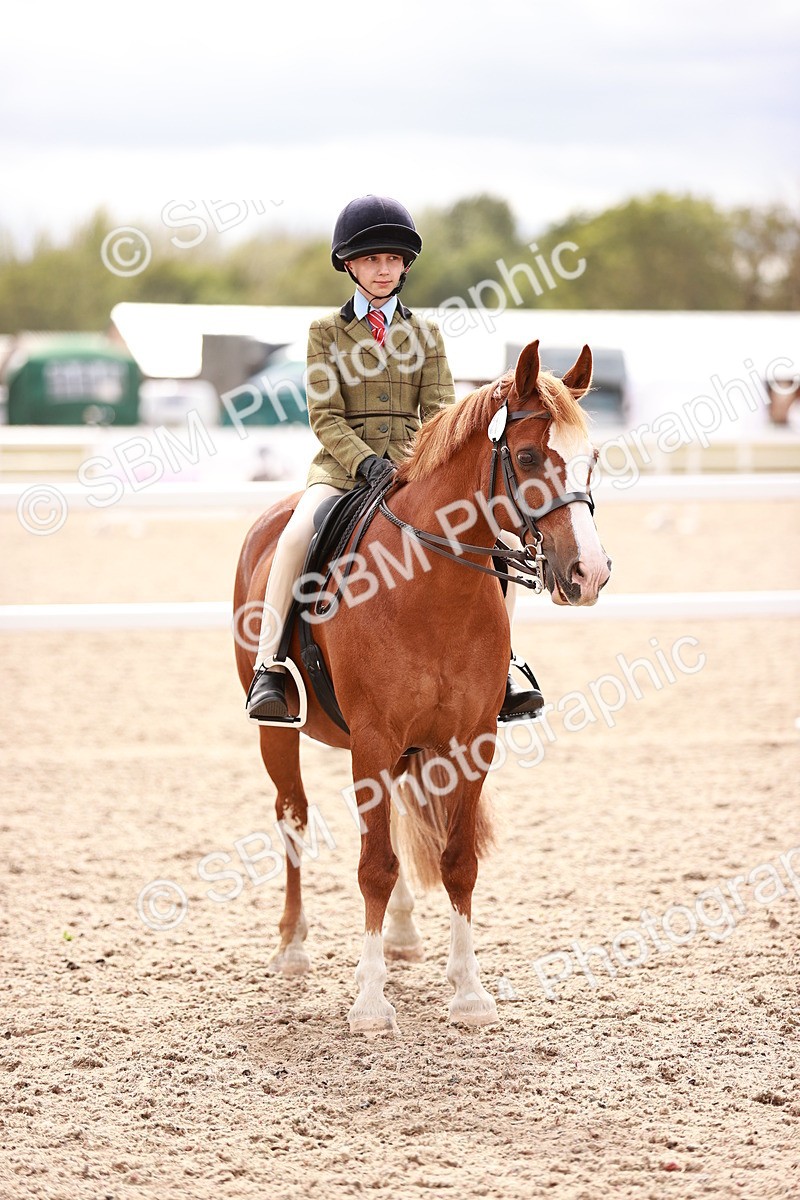 SBM_18302 - Class 417 - Handsome Gelding (IH or Ridden - JNR)