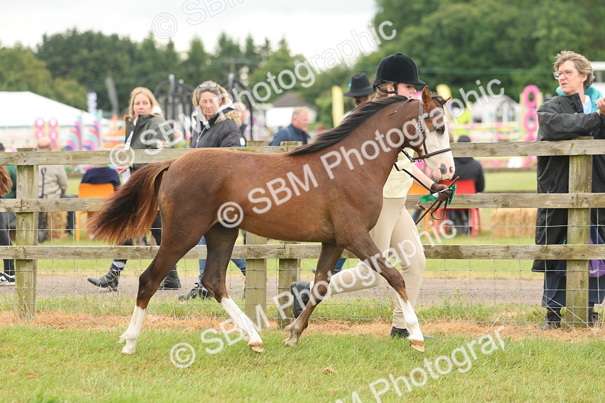 SBM_02211 - Class 50-57 - M&M Welsh Pony In Hand