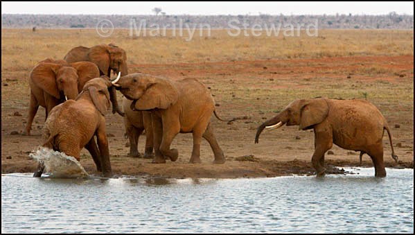 Elephants at a water hole - Kenya, Tsavo East