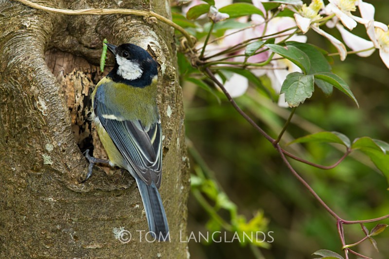 Great Tit - All Other Birds