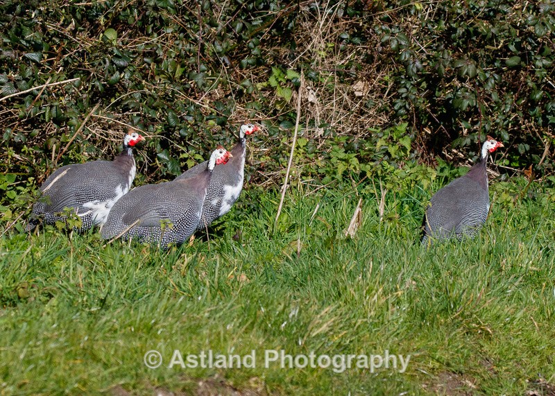 Astland Photography, Bird and Wildlife Images, Susan and Peter Wilson, U.K.