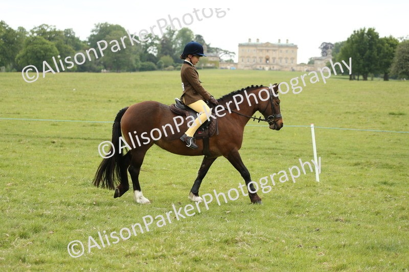 20250517-1040 - Class 21 - Novice Working Hunter