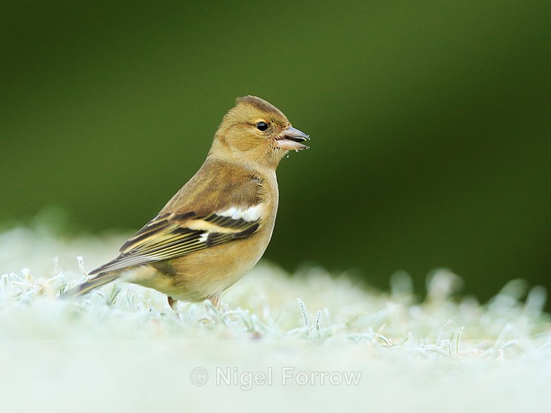 Chaffinch (adult female) eating seed, frosty scene, Worcestershire - Common Chaffinch