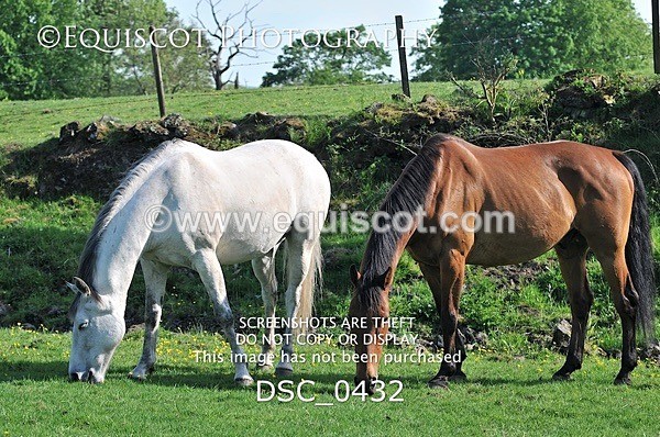 DSC_0432 - ARCHIVE REQUEST - Quincy and Guinness