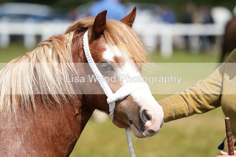 DSC05590 - Class 50: NPS M&M 4 years and over Small Breeds