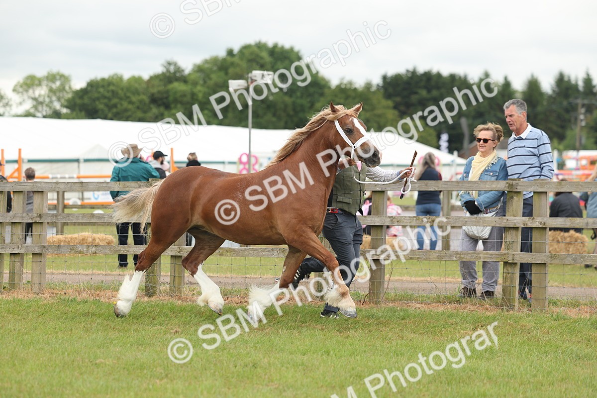 SBM_04900 - Class 50-57 - M&M Welsh Pony In Hand