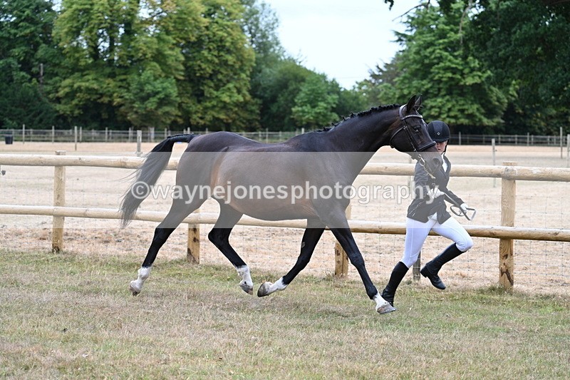 WJ7_8998 - Class 4a Prettiest Mare 14.2hh and over