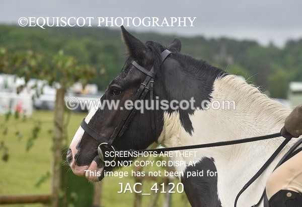 JAC_4120 - 40CM WORKING HUNTER