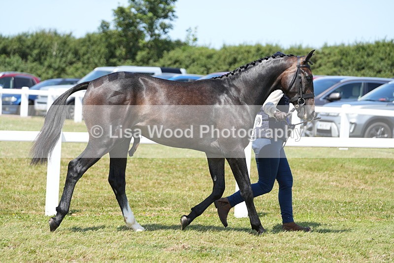 DSC06301 - Class 54: Hunter/Riding Horse/Hack 1 & 2 yr olds