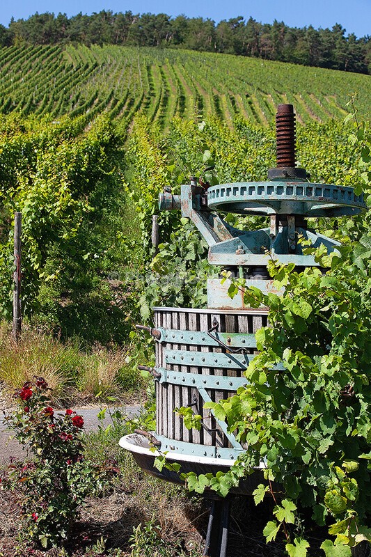  - Vineyards & Vines / Weinberge & Reben