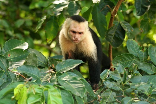  - Mammals
