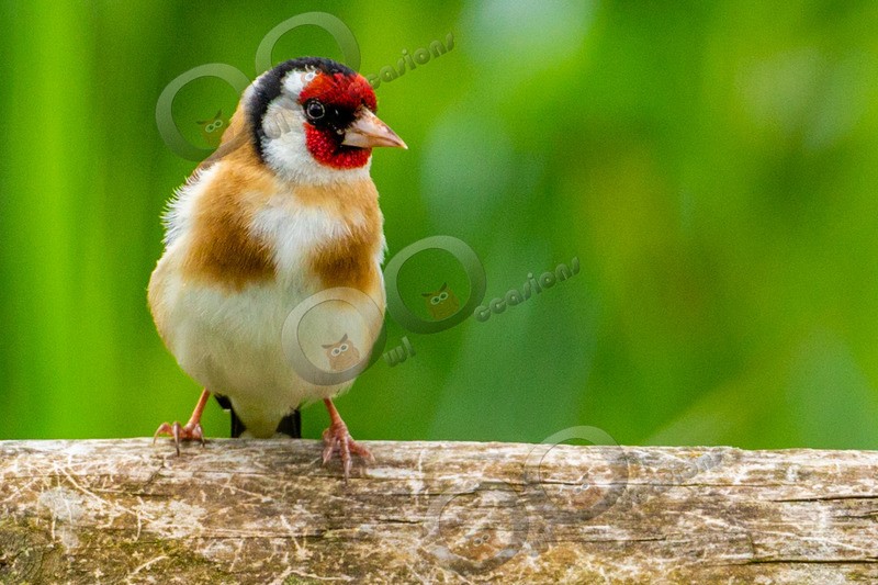 goldfinch Carduelis carduelis-5222 - UK birds