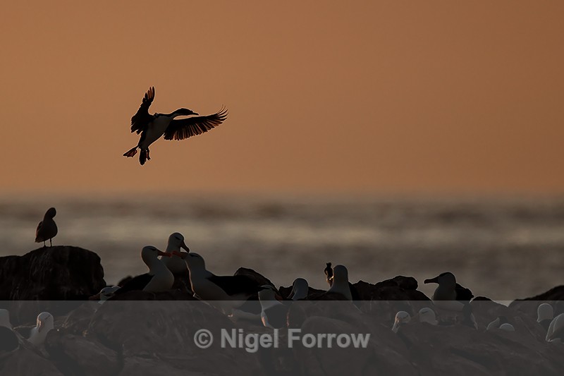 Imperial Shag landing at sunset, Steeple Jason, Falklands - Imperial Shag