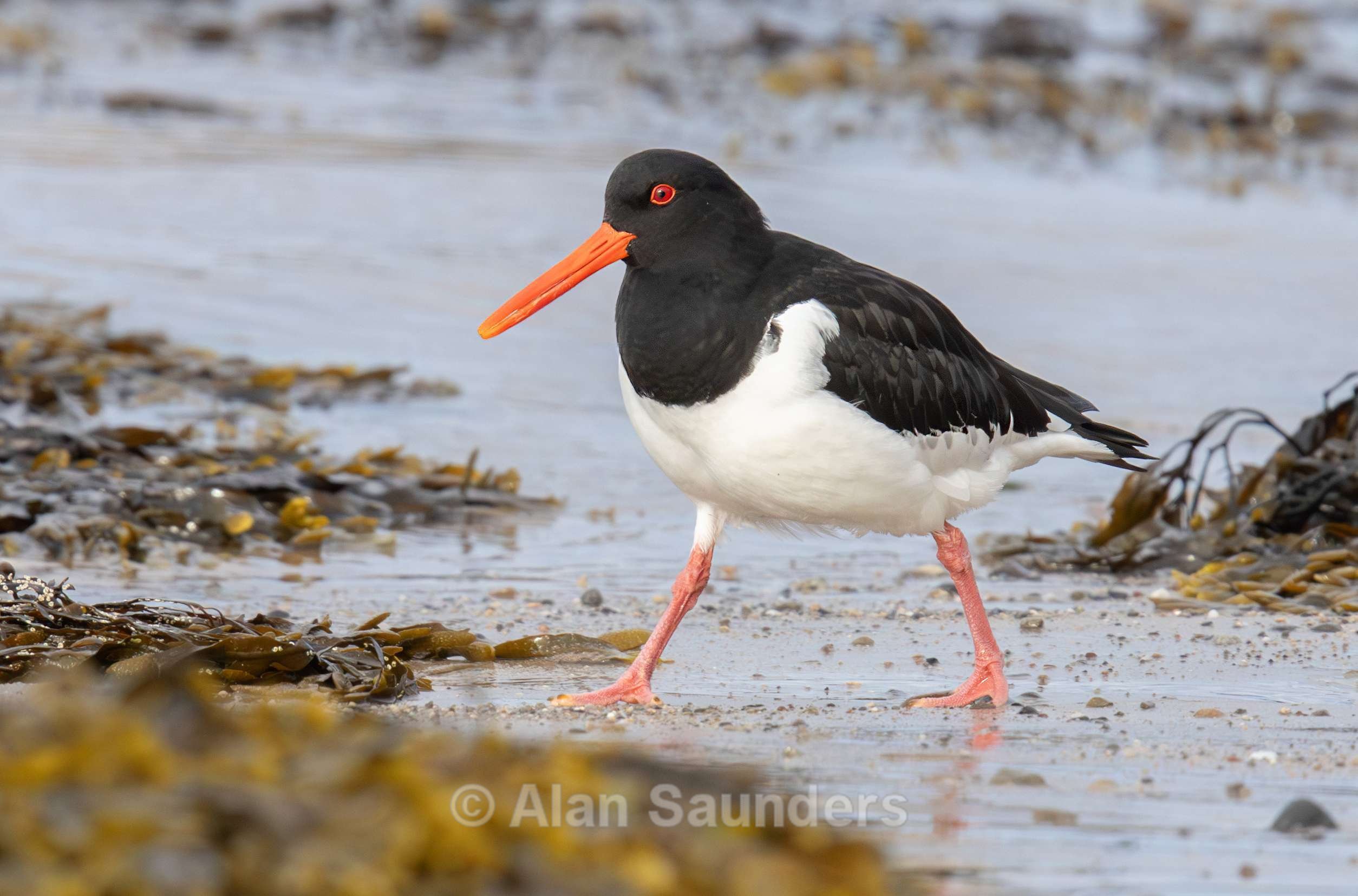 Oystercatcher 5